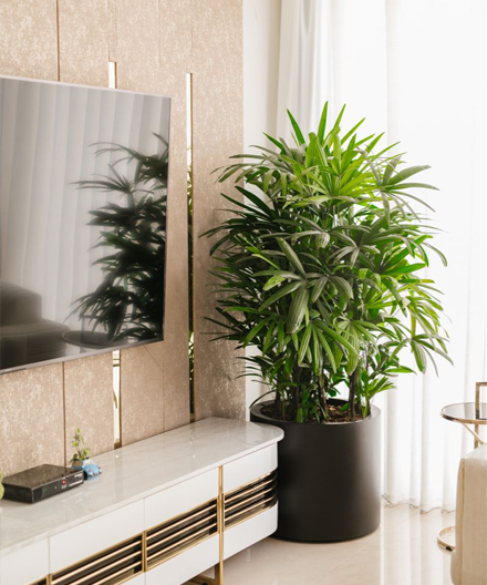 home styling rhapphis palm