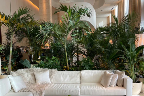 lobby indoor plants palms with couch